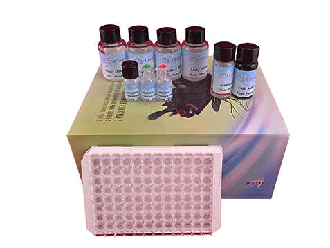 Product image Rat Cathepsin Antibodies ELISA kit